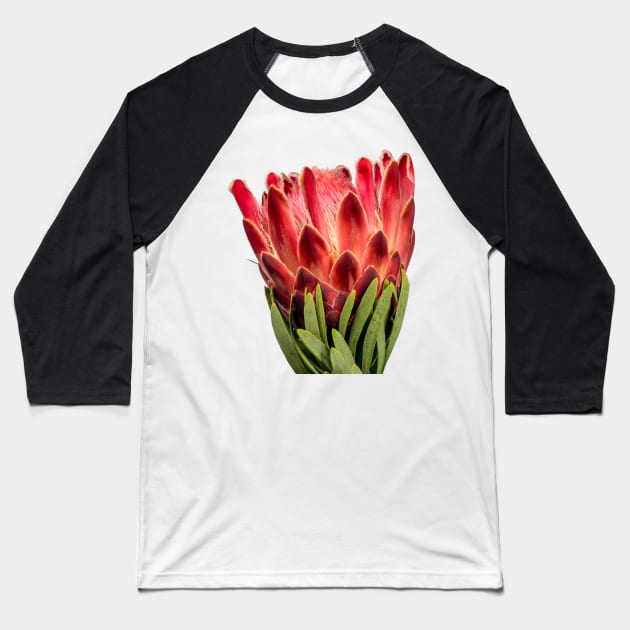 Colourful Oleanderleaf Protea Baseball T-Shirt by scotch